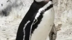 Пингвини - неверојатни подводни птици